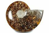 Polished Ammonite (Cleoniceras) Fossil - Madagascar #283342-1